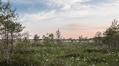 Curtain - professional stock photography