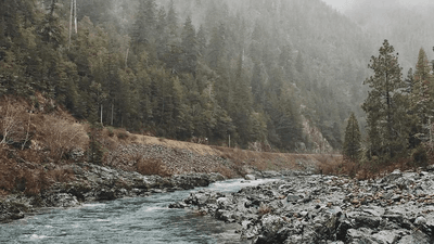 Plants - professional stock photography